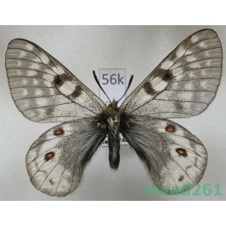 Parnassius acdestis subsp. ohkumai Koiwaya, 1993 China56k